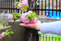 大阪造幣局の桜　3