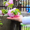 大阪造幣局の桜　3