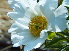 久宝寺公園の芍薬園　4