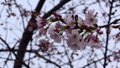 長瀬川の桜　2