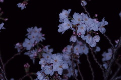 ソメイヨシノ　夜  2