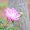 芍薬　2