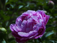 久宝寺公園の芍薬園　1