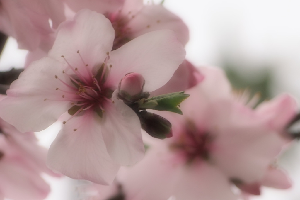アーモンドの花　mint55さんに教えて頂きました