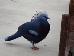 神戸花鳥園にて