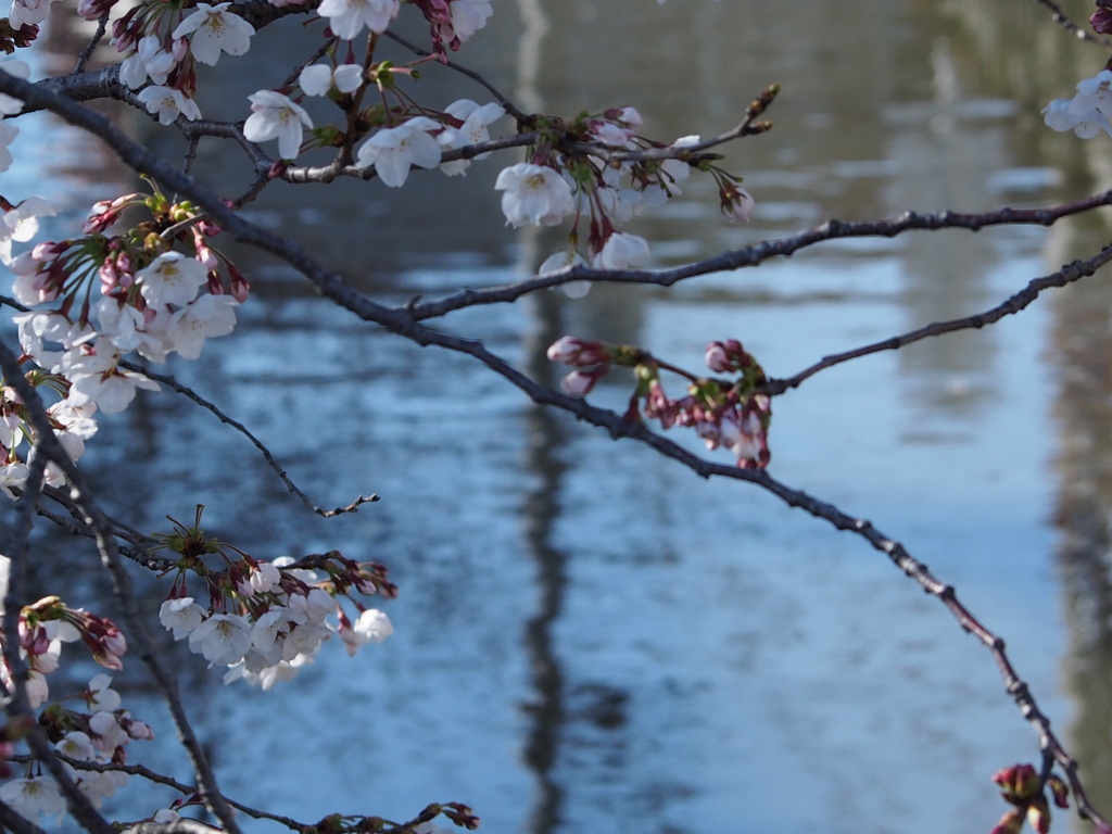 長瀬川と桜