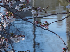 長瀬川と桜