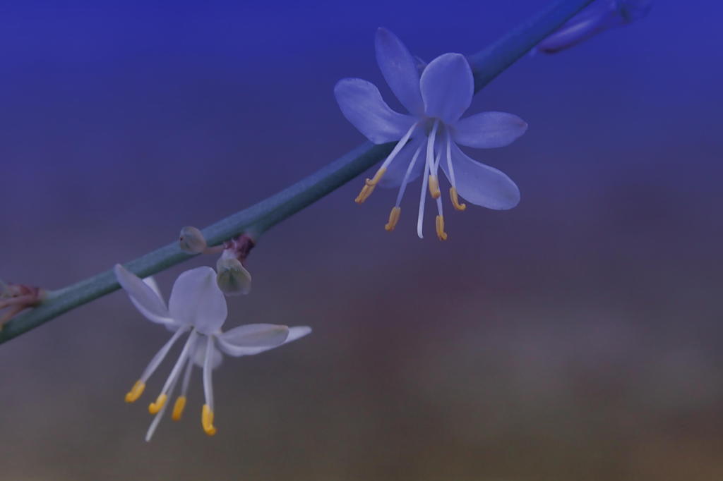 ３ミリ程の小さな花