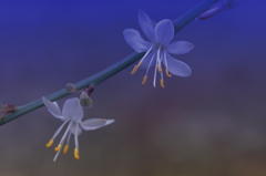 ３ミリ程の小さな花