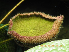 熱帯オムニバス 2