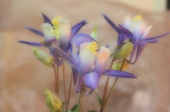 オダマキ テスト