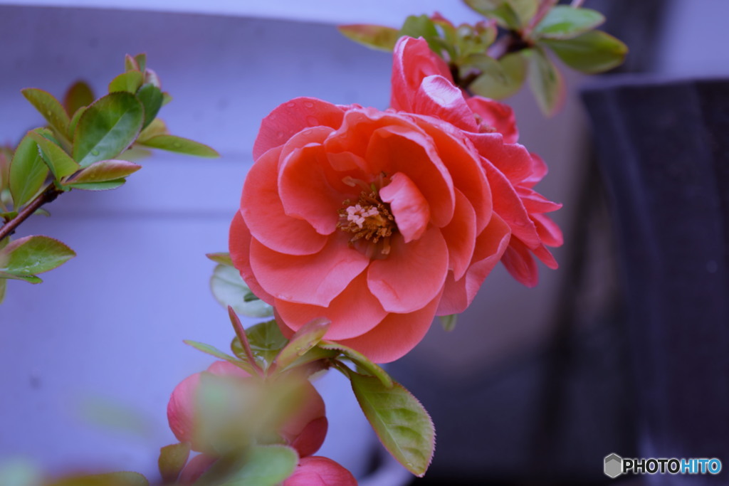 雨上がりの木瓜の花　2