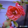 雨上がりの木瓜の花　2