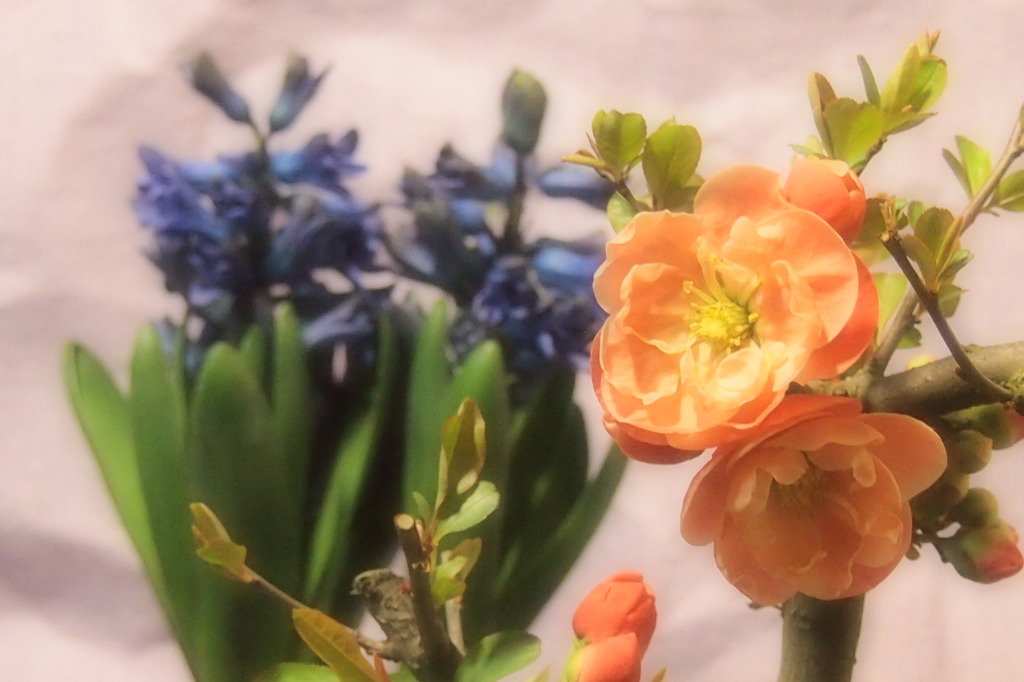 ボケの花とヒヤシンス