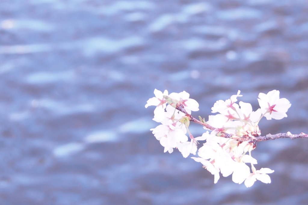 長瀬川の桜