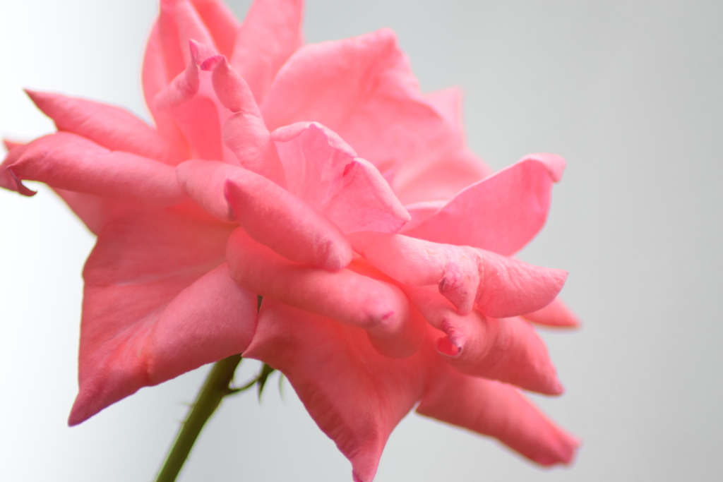 薔薇