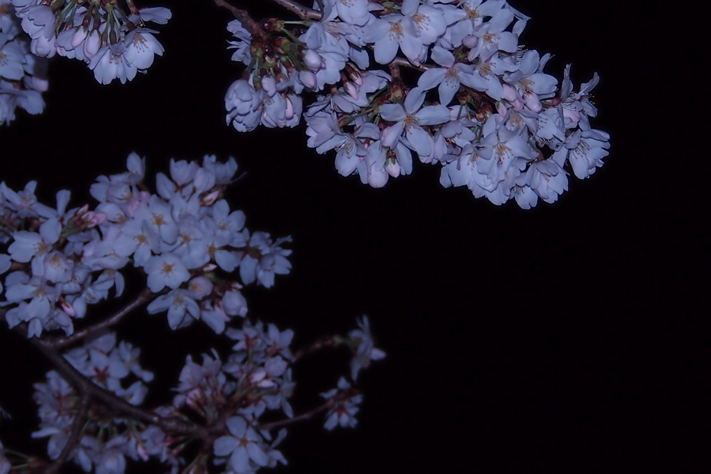 ソメイヨシノ　夜  5