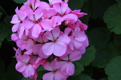 ゼラニュームの花　　tetsuzanさんに教えて頂きました