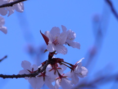 桜　2