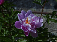 久宝寺公園の芍薬園　3