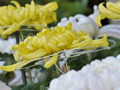 菊