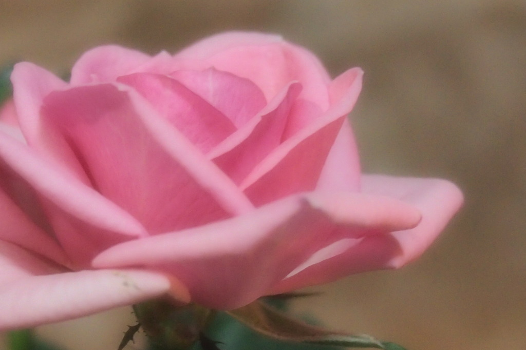 ミニバラのテスト撮り