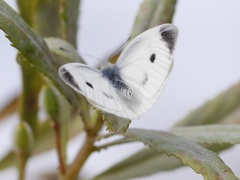 P1060631