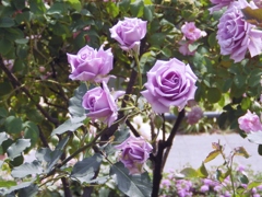 IMGP1088