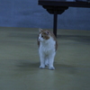 今年は・・・