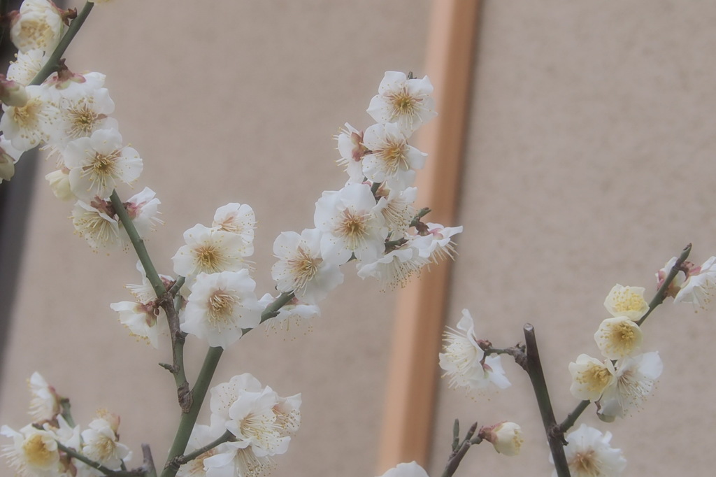 枝垂れ梅　白梅