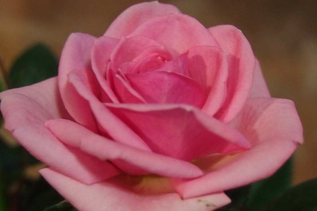 ミニバラのテスト撮り