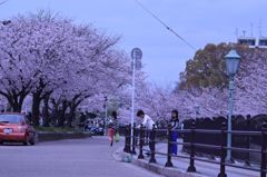 桜　満開でした