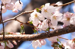 春の訪れ　2