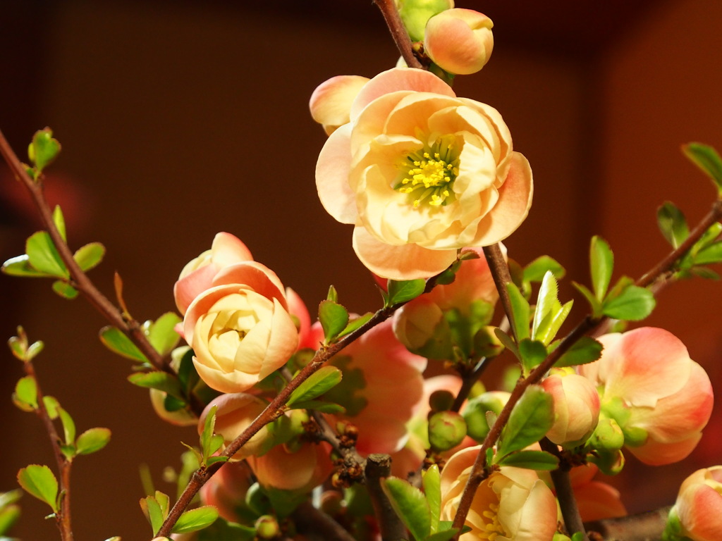 木瓜の花　2