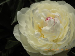 img_591436_17688460_2