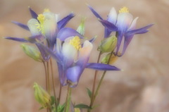 オダマキ テスト撮り