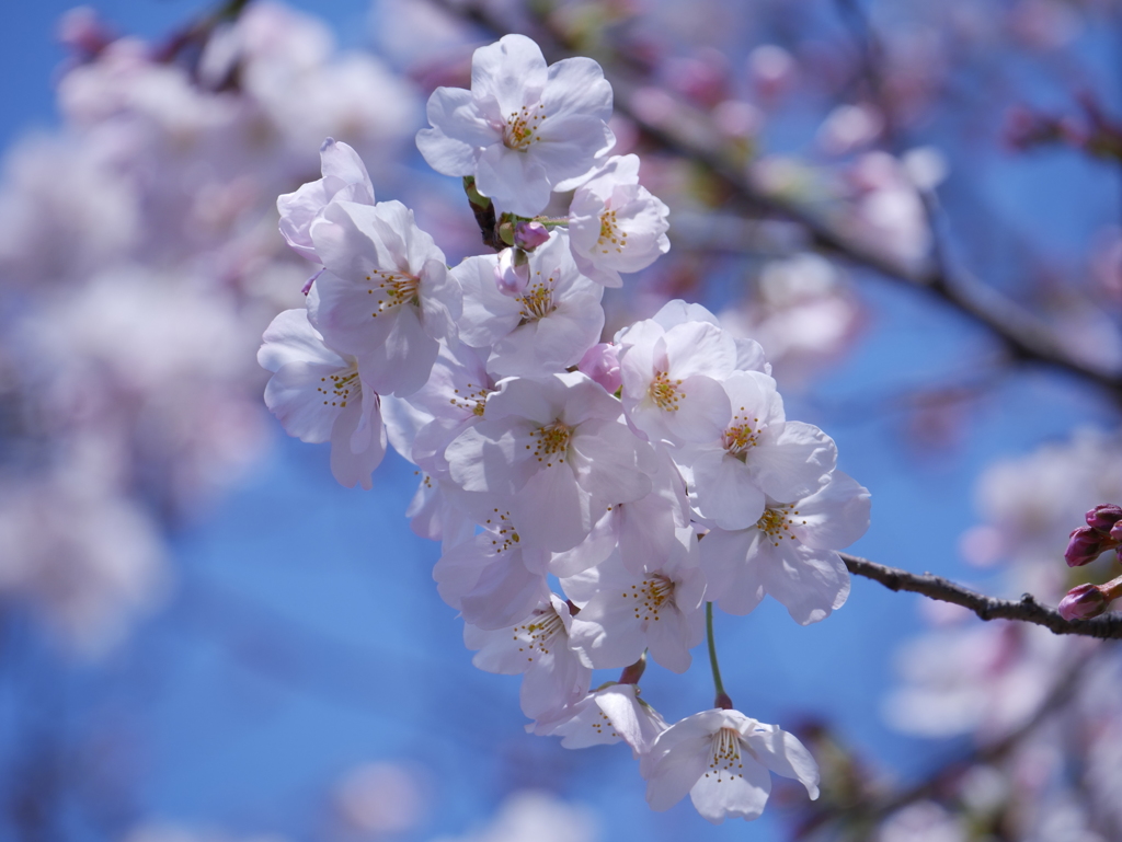 春の香り