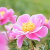 芍薬　4