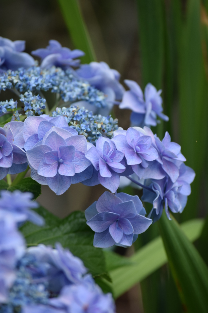 紫陽花