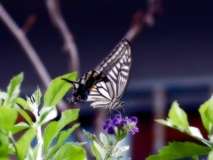 アゲハ蝶とデュランタ