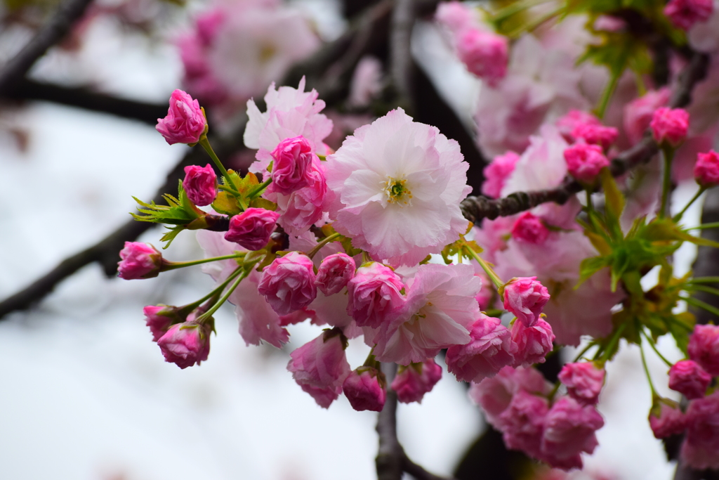 大阪造幣局の桜　1