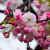 大阪造幣局の桜　1