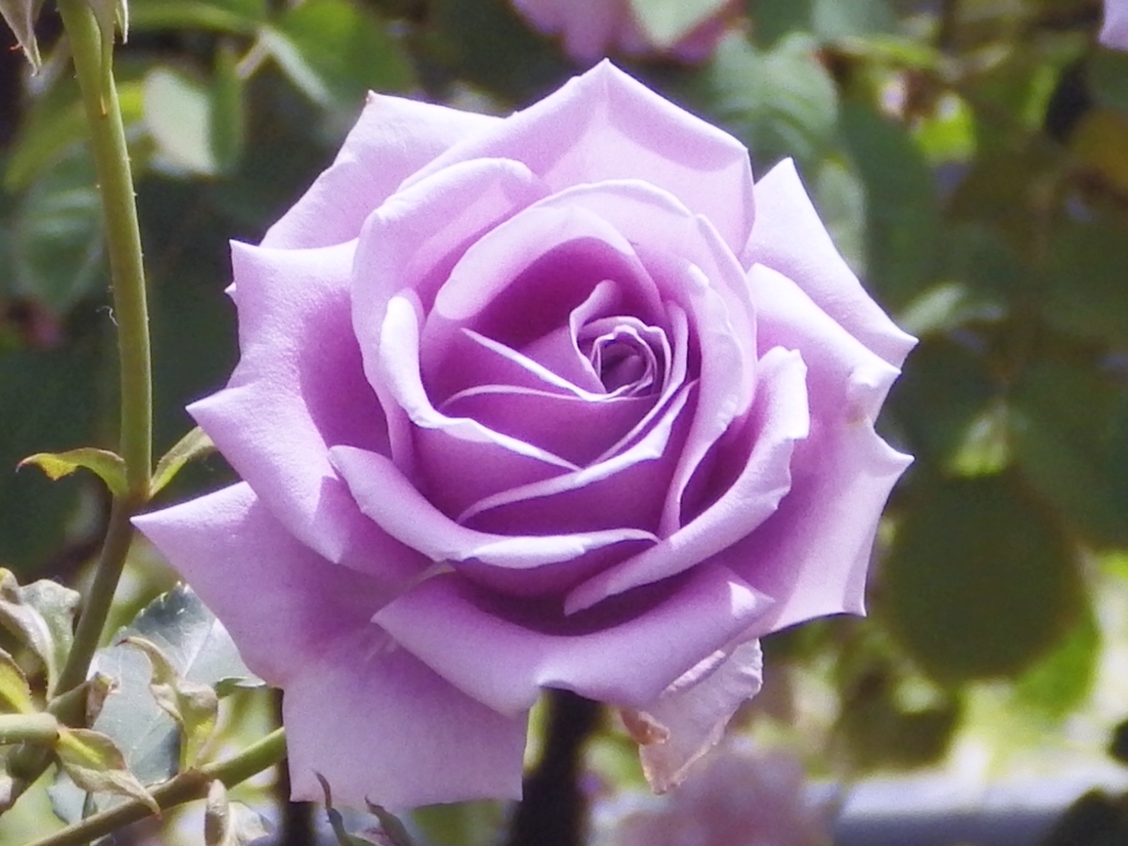 IMGP1087