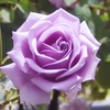 IMGP1087