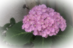 P6062227