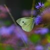 ダンギクの蜜