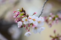 長瀬川の桜  1