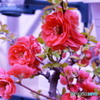 雨上がりの木瓜の花　1