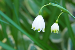 スノーフレーク