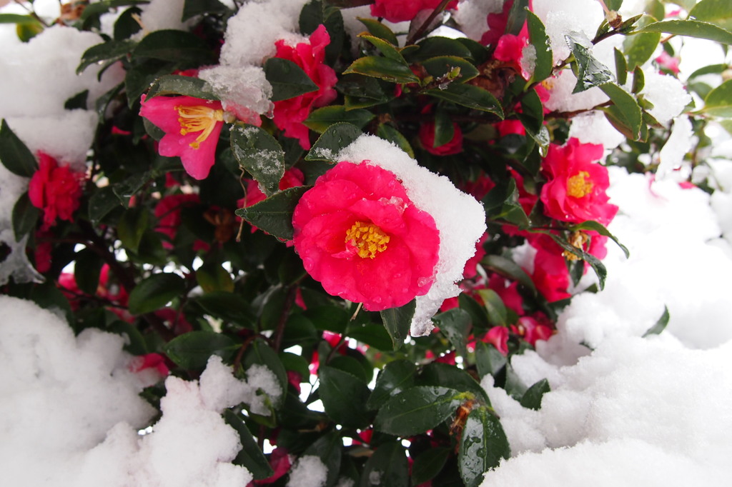 久しぶりの積雪